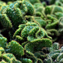 coral cactus  screen for extension Chrome web store in OffiDocs Chromium