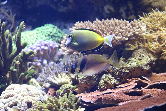 Muat turun percuma Coral Fish Exotic - foto atau gambar percuma untuk diedit dengan editor imej dalam talian GIMP