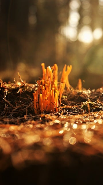 Free download coral fungus sticky magic free picture to be edited with GIMP free online image editor