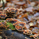 Coral shaped mushrooms  screen for extension Chrome web store in OffiDocs Chromium