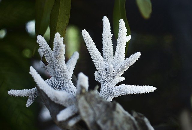 Unduh gratis Corals On Shallow Tree Of Life - foto atau gambar gratis untuk diedit dengan editor gambar online GIMP