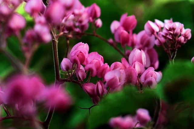 Free download coral vine antigonon leptopus free picture to be edited with GIMP free online image editor