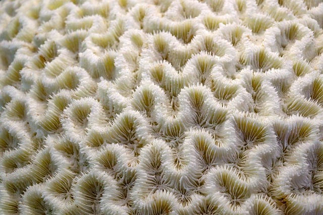 Free download coral white specimen marine free picture to be edited with GIMP free online image editor