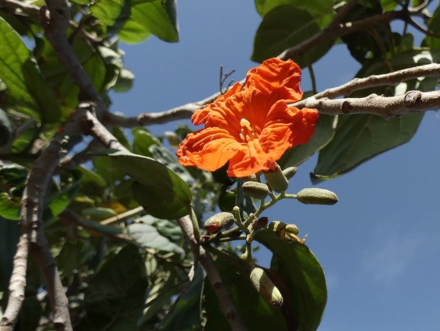 Free download Cordia Sebestiana Tree -  free photo or picture to be edited with GIMP online image editor