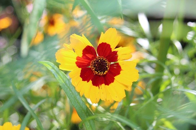 Unduh gratis Coreopsis Flower Blossom - foto atau gambar gratis untuk diedit dengan editor gambar online GIMP