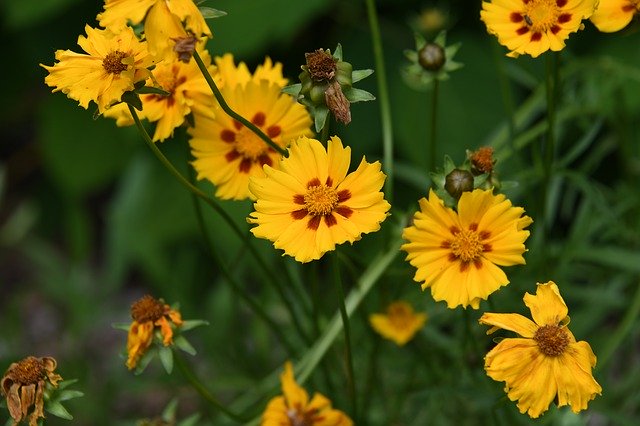 Free download Coreopsis Flower Yellow -  free photo or picture to be edited with GIMP online image editor