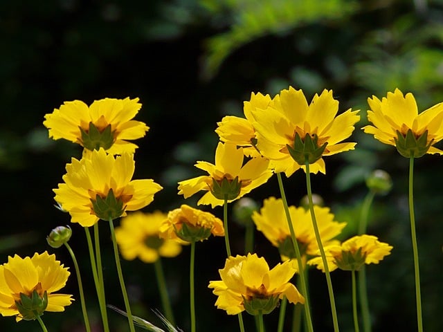 Free download coreopsis in full bloom petal gold free picture to be edited with GIMP free online image editor