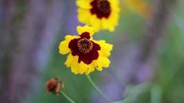Free download Coreopsis Yellow Red -  free video to be edited with OpenShot online video editor