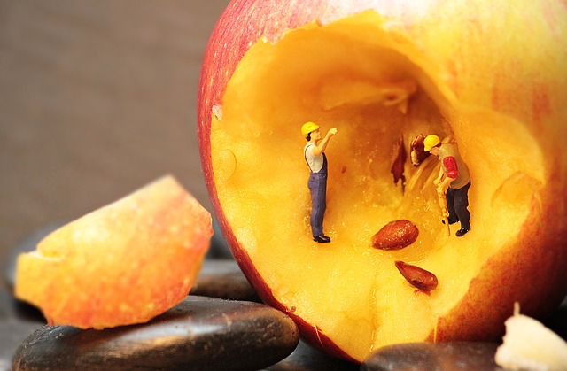 Free download core renovation apple apple kernels free picture to be edited with GIMP free online image editor