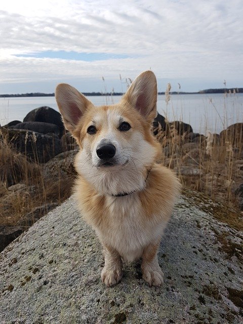 Free download Corgi Dog Cute -  free photo or picture to be edited with GIMP online image editor