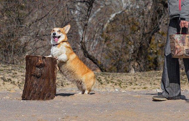 Free picture Corgi Dog Stump -  to be edited by GIMP free image editor by OffiDocs