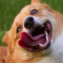 Corgi Fun Time  screen for extension Chrome web store in OffiDocs Chromium