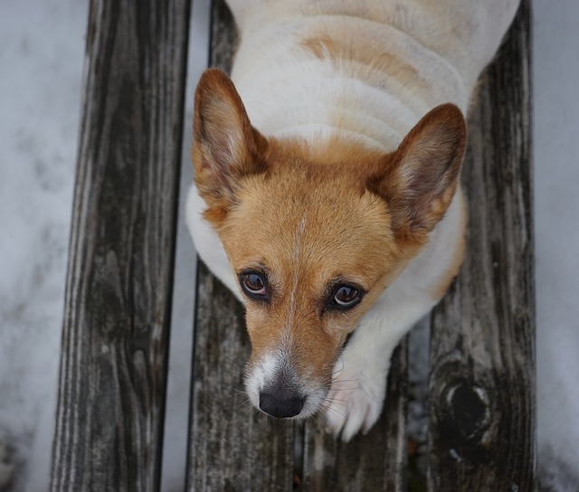 Free download corgi pembroke welsh corgi dog free picture to be edited with GIMP free online image editor