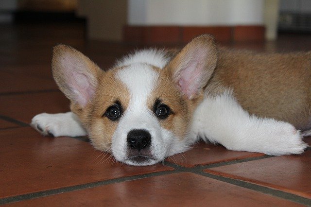 Free download Corgi Puppy Cute -  free photo or picture to be edited with GIMP online image editor