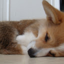 Corgis Everywhere  screen for extension Chrome web store in OffiDocs Chromium