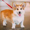 Corgi The News  screen for extension Chrome web store in OffiDocs Chromium