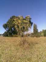 Free download Cork Treo Sans Umbrella free photo or picture to be edited with GIMP online image editor