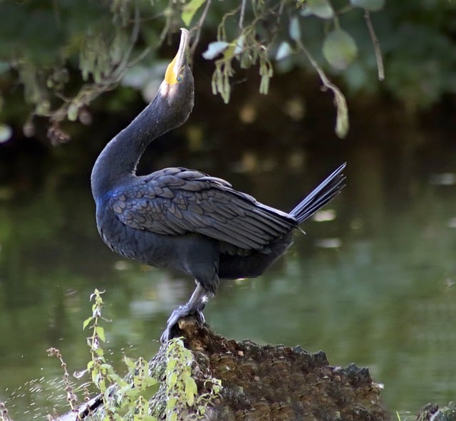 Free download cormorant animal bird water bird free picture to be edited with GIMP free online image editor