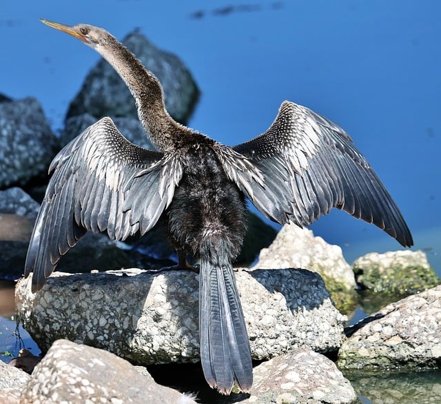 Free download cormorant animal nature bird free picture to be edited with GIMP free online image editor