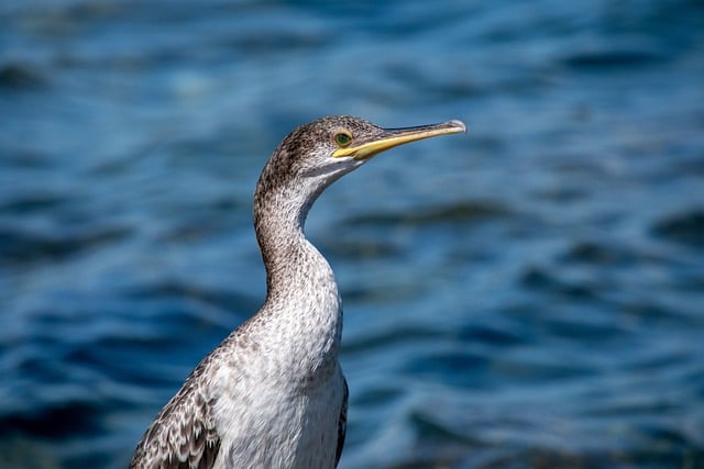Free download Cormorant Bird -  free photo or picture to be edited with GIMP online image editor