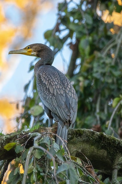 Muat turun percuma gambar haiwan burung kormoran di luar rumah untuk diedit dengan editor imej dalam talian percuma GIMP