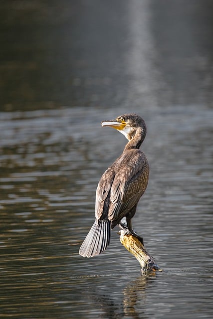 Free download cormorant bird lake bird watching free picture to be edited with GIMP free online image editor