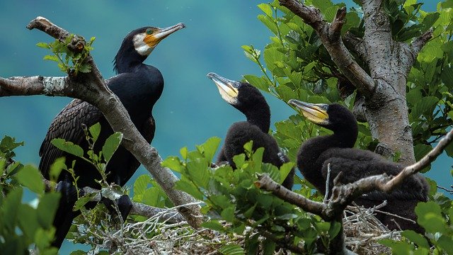 Free picture Cormorant Birds Nest -  to be edited by GIMP free image editor by OffiDocs