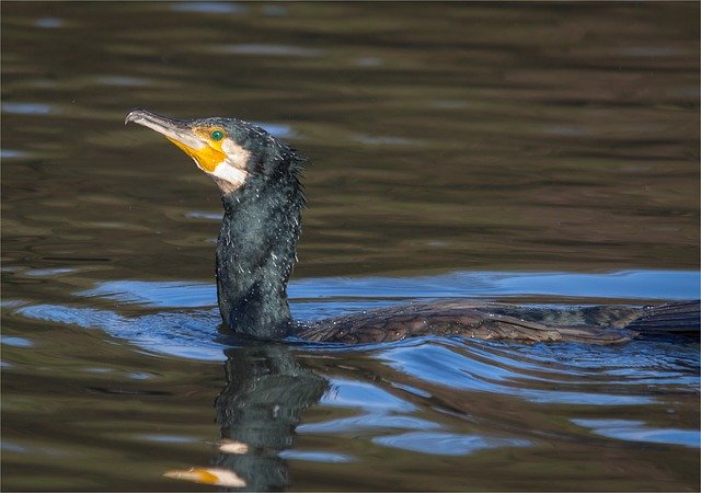 Free download Cormorant Birds Water Bird Animal -  free photo or picture to be edited with GIMP online image editor