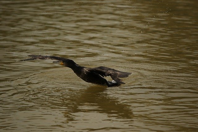 Free download Cormorant Bird Water -  free photo or picture to be edited with GIMP online image editor