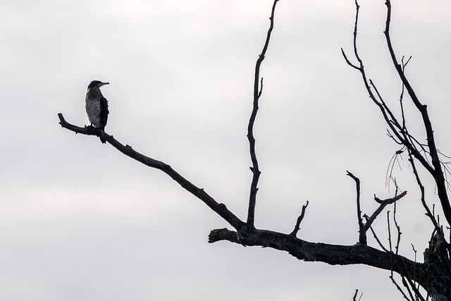 Free download cormorant bird wild animal animal free picture to be edited with GIMP free online image editor