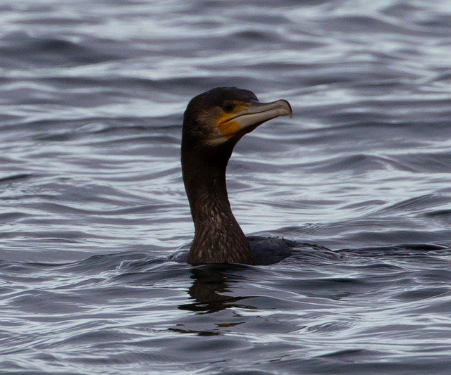 Free download Cormorant Black Bird Waterfowl -  free free photo or picture to be edited with GIMP online image editor