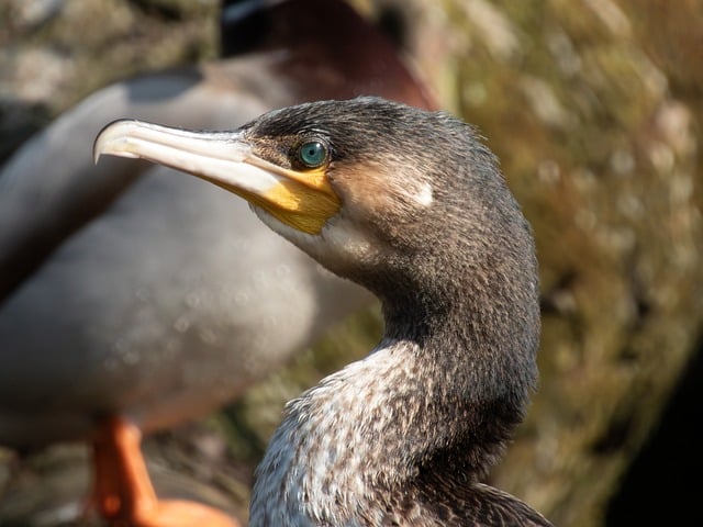 Free download cormorant great cormorant nature free picture to be edited with GIMP free online image editor