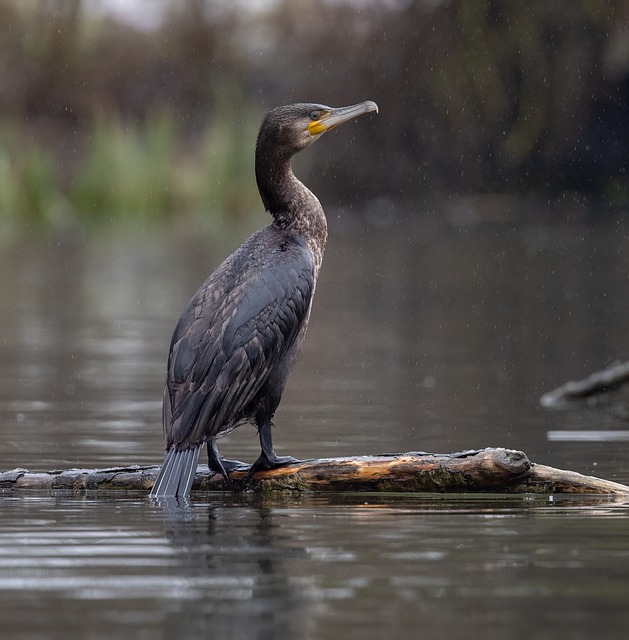 Free download cormorant lake waterbird bird free picture to be edited with GIMP free online image editor