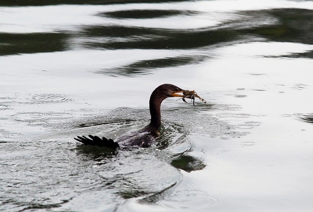 Free download cormorant paraty brazil birds free picture to be edited with GIMP free online image editor