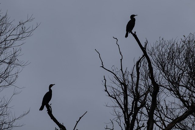 Descarga gratuita Cormorant Roosting Silhouette - foto o imagen gratis y gratuita para editar con el editor de imágenes en línea GIMP