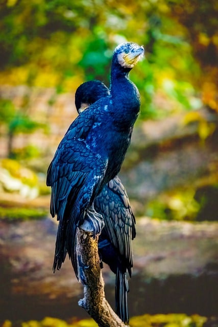 Scarica gratuitamente cormorani uccelli animali della natura immagine gratuita da modificare con l'editor di immagini online gratuito GIMP