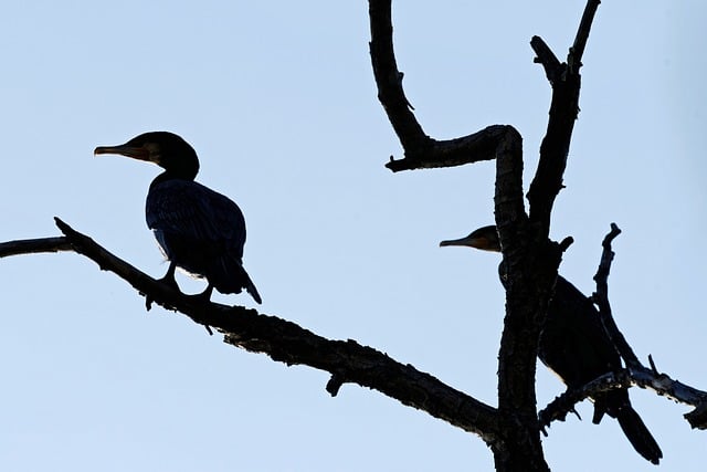 Download gratuito corvos-marinhos pássaros silhueta árvore imagem gratuita para ser editada com o editor de imagens on-line gratuito GIMP