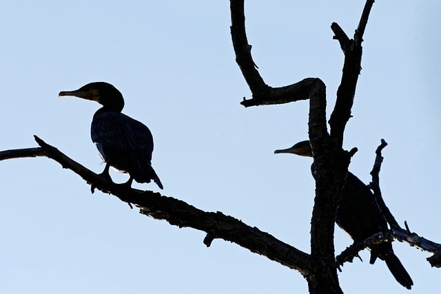 বিনামূল্যে ডাউনলোড করুন cormorants পাখি সিলুয়েট গাছ বিনামূল্যে ছবি GIMP বিনামূল্যে অনলাইন ইমেজ সম্পাদক দ্বারা সম্পাদনা করা হবে