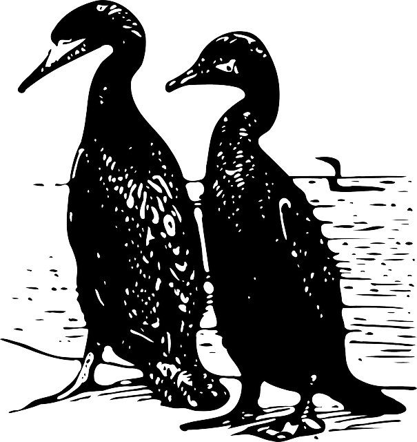 Free download Cormorant Seabirds Fishing Bird - Free vector graphic on Pixabay free illustration to be edited with GIMP free online image editor