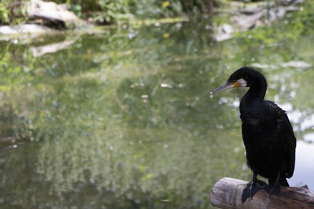 Descarga gratuita Cormorant Sea Raven Water Bird - foto o imagen gratuita para editar con el editor de imágenes en línea GIMP