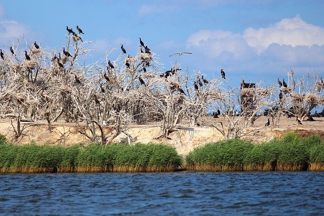 ດາວ​ໂຫຼດ​ຟຣີ Cormorants Nesting Place Nest - ຮູບ​ພາບ​ຟຣີ​ຫຼື​ຮູບ​ພາບ​ທີ່​ຈະ​ໄດ້​ຮັບ​ການ​ແກ້​ໄຂ​ກັບ GIMP ອອນ​ໄລ​ນ​໌​ບັນ​ນາ​ທິ​ການ​ຮູບ​ພາບ