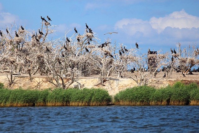 Descarga gratuita Cormorants Nesting Place Nest: foto o imagen gratuita para editar con el editor de imágenes en línea GIMP