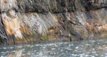 Free download Cormorants on Agostini Sound free photo or picture to be edited with GIMP online image editor