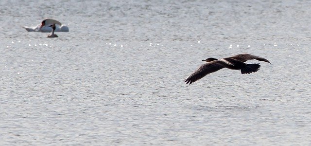 تنزيل Cormorant Waterbird مجانًا - صورة أو صورة مجانية ليتم تحريرها باستخدام محرر الصور عبر الإنترنت GIMP