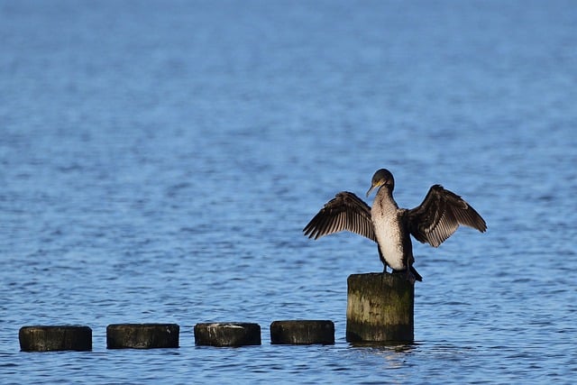 Free download cormorant water bird groyne free picture to be edited with GIMP free online image editor