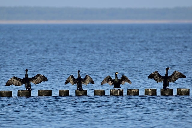 Free download cormorant waterfowl groyne free picture to be edited with GIMP free online image editor