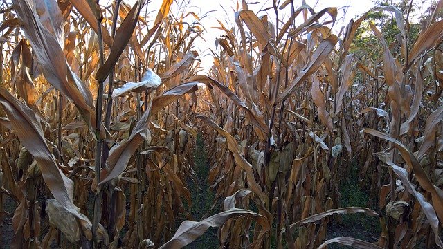 Download grátis Corn Agriculture Harvest - foto ou imagem grátis para ser editada com o editor de imagens online GIMP