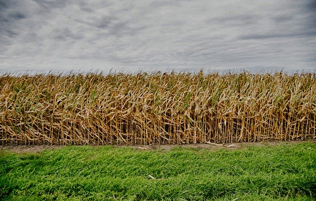 Kostenloser Download Corn Air Landscape - kostenloses Foto oder Bild zur Bearbeitung mit GIMP Online-Bildbearbeitung