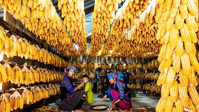 Free download corn corn house warm colors food free picture to be edited with GIMP free online image editor