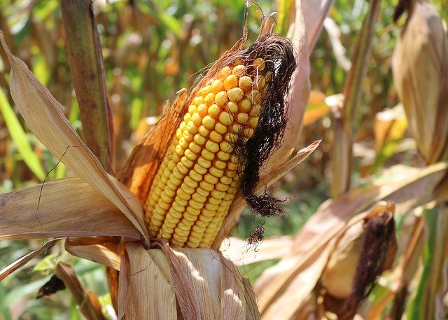 Baixe grátis Corn Crops Farm - foto ou imagem grátis para ser editada com o editor de imagens online GIMP